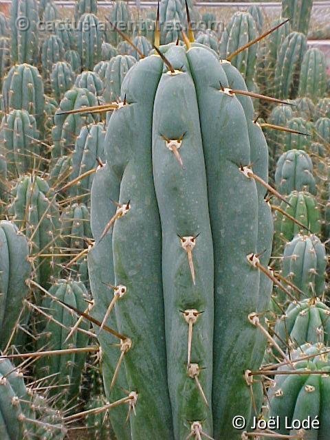 Trichocereus peruvianus